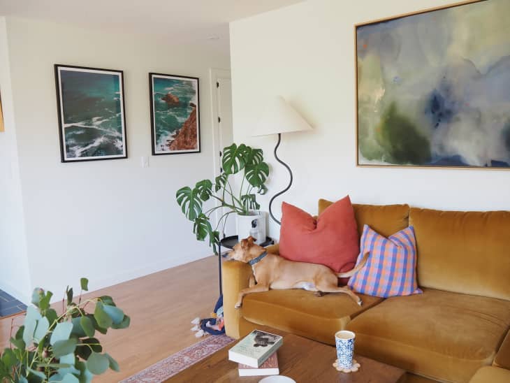 What Is the Best Type of Flooring for Dogs? Apartment Therapy